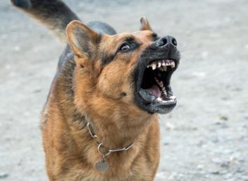 „Hermes bierz go!” Zarzuty za szczucie psem i pogryzienie nastolatków w Jastrzębiu- Zdroju