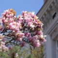 Spacer wśród cieszyńskich magnolii w najbliższy weekend