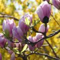 wśród cieszyńskich magnolii