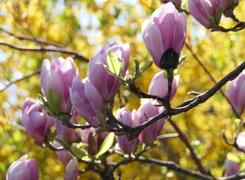 wśród cieszyńskich magnolii