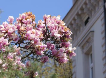 Pomysł na weekend: Wybierz się na spacer Szlakiem Kwitnących Magnolii w Cieszynie [FOTO, WIDEO]
