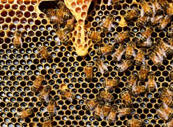 Miejskie zanieczyszczenia nie przeszkadzają pszczołom. Dzisiaj 8 sierpnia obchodzimy wielki dzień pszczół