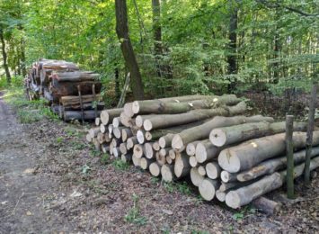 Leśnicy z Rud Raciborskich potwierdzają większe zainteresowanie drewnem