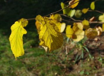 Dlaczego liście zmieniają kolor? Rybnickie przedszkolaki wyjaśniają jesienne zagadki [WIDEO]