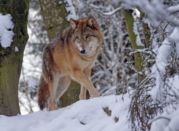 wilki zaatakowały w Bluszczowie