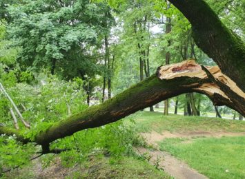 Burze w regionie: uszkodzone linie energetyczne, połamane drzewa