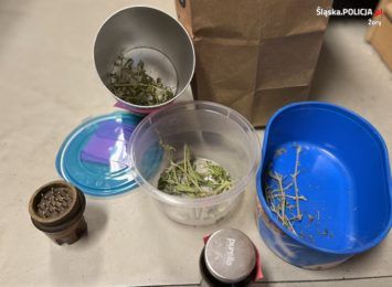 Marihuana w przyczepie kempingowej. Zatrzymanemu 34-latkowi grożą 3 lata pozbawienia wolności
