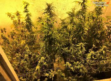 Plantacja i ponad kilogram marihuany w jednym z domów w Wodzisławiu