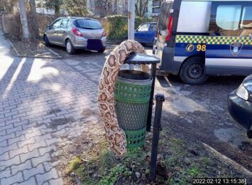 "Nie taki wąż straszny".... Wąż na ulicy Solnej w Cieszynie