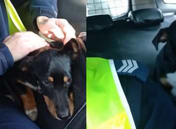Policjanci z Jastrzębia uratowali psa. Zwierzę trafiło do schroniska