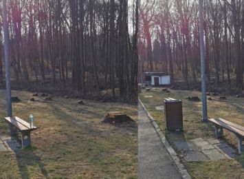Wodzisław Śląski: 95 drzew wyciętych na Balatonie z powodu modernizacji. To sygnał Słuchacza