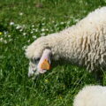 Owce zastępują kosiarki w Raciborzu