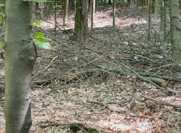Jak zbierać chrust i gałęzie w lesie? Pytaliśmy o to w Nadleśnictwie w Rybniku