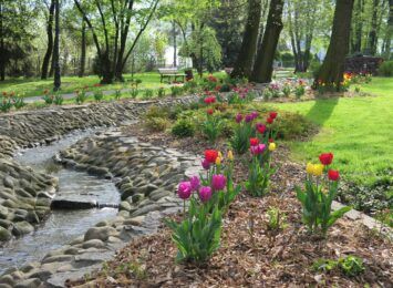 Ponad 13 tysięcy kwiatów zakwitnie na wiosnę w Pawłowicach