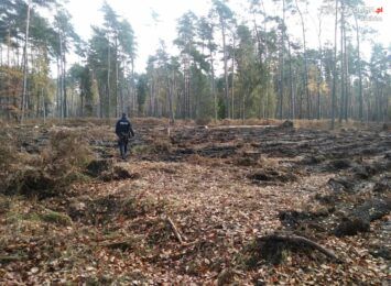 Niewybuchy w lesie w Kuźni Raciborskiej: "Nie dotykaj! Nie przenoś!"
