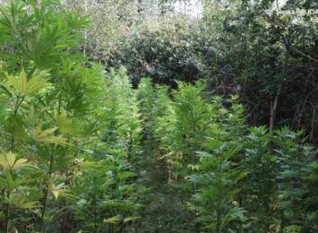 Setki krzaków marihuany w Świerklanach. Plantacja ukryta była w lesie [FOTO]