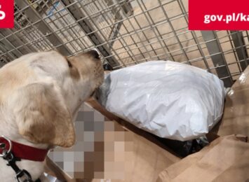 Labradorka znalazła ponad 100 kg nielegalnego tytoniu