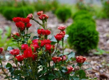 Ogród Różowej Wstążki w Jastrzębiu