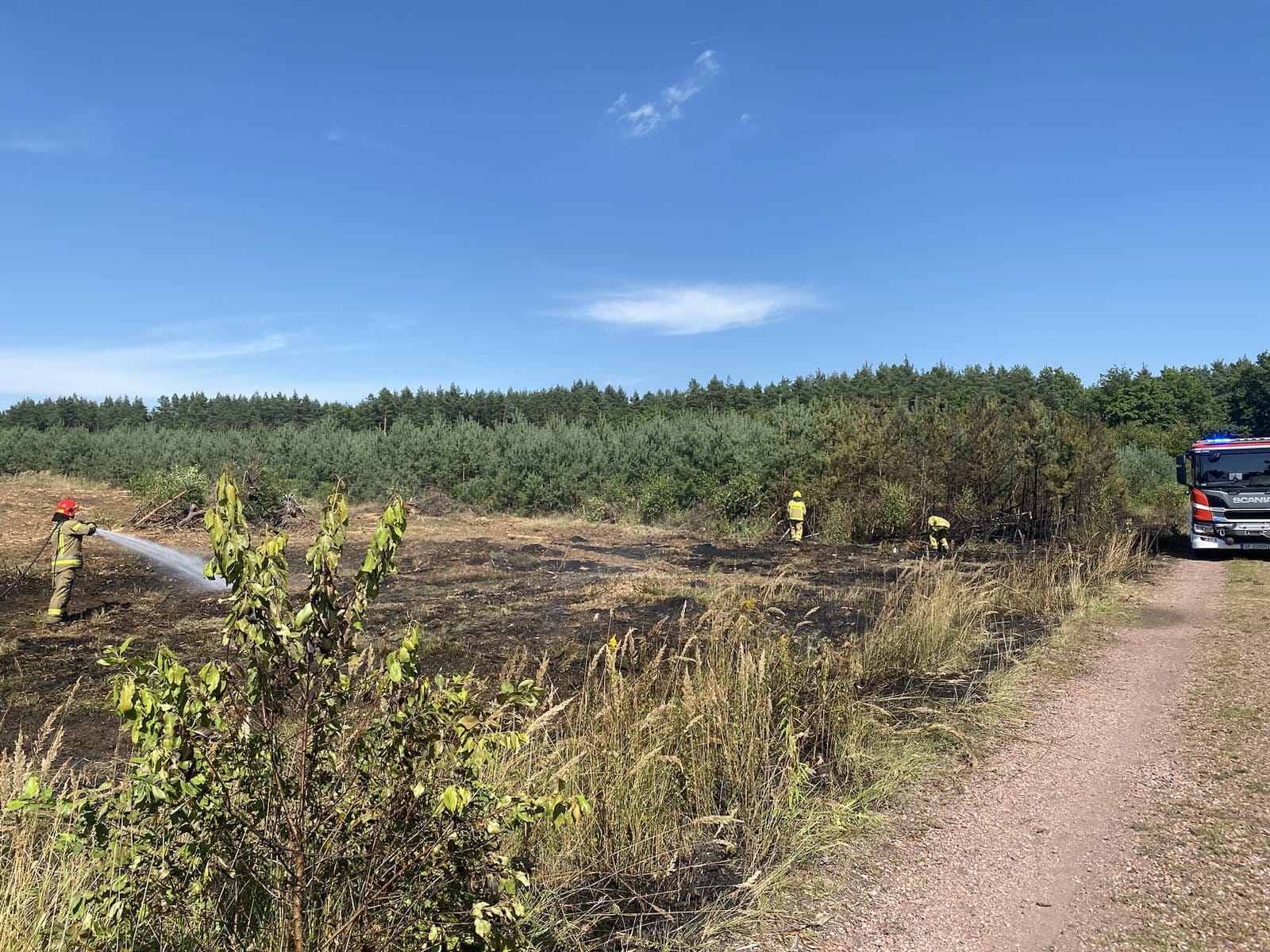 Pożar lasu w Rybniku