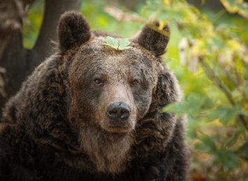 Beskidy - widziano niedźwiedzia