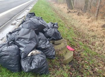 Śmieci w lesie w Gorzycach - uprzątnięte