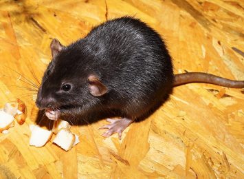 Opowieści o regionie: inteligentne i czyste szczury [PODCAST]