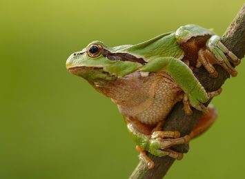 Opowieści o regionie: żaby